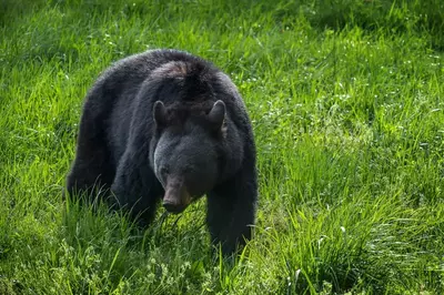 black bear in the smoky mountains