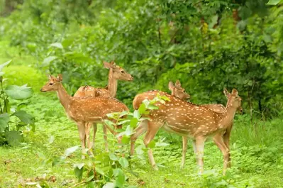 white tailed deer animals in the smoky mountains