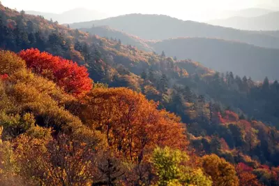 colorful fall leaves