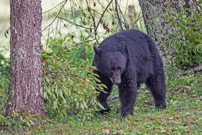 black-bear-in-cades-cove-e1633715999655