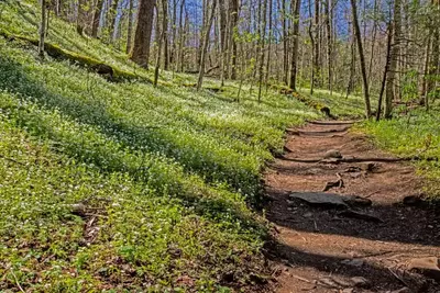 Porters Creek hiking trail in the Smoky Mountains