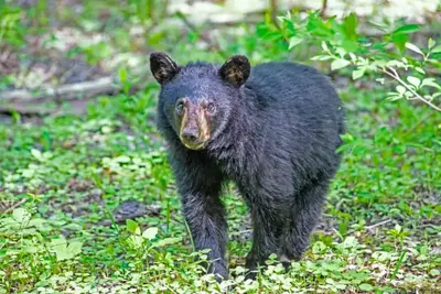 black bear in the smoky mountains